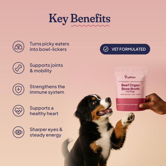 Beef Organ Bone Broth — (Grass Fed) Immune, Joint & Heart Support for Dogs