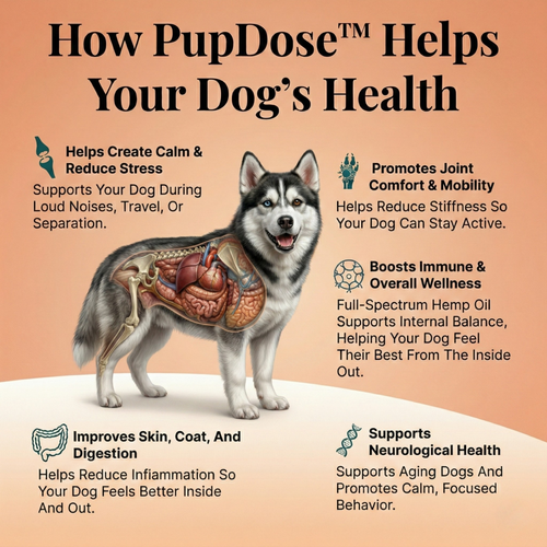 CBD Dog Oil — Anxiety Relief, Stress Support & Long-Term Vitality for Dogs