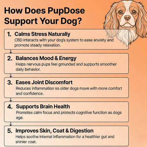 CBD Dog Oil — Anxiety Relief, Stress Support & Long-Term Vitality for Dogs