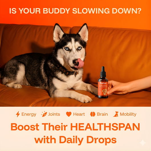 Longevity Drops — NAD+ & NMN Healthy Aging & Cellular Vitality for Dogs