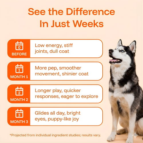 Longevity Drops — NAD+ & NMN Healthy Aging & Cellular Vitality for Dogs