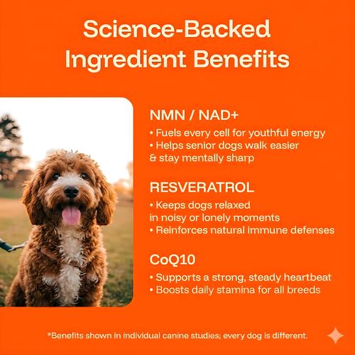 Longevity Drops — NAD+ & NMN Healthy Aging & Cellular Vitality for Dogs